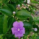 Brunfelsia pauciflora Flor