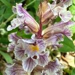 Orobanche crenata Flower