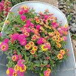 Lantana aculeata Flors