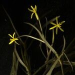 Heteranthera dubia Агульны выгляд