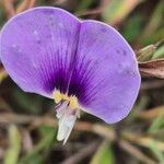 Vigna frutescens Flower