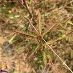 Aeschynomene americana Leaf