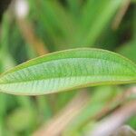 Miconia leamarginata Outro