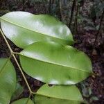 Qualea mori-boomii Leaf