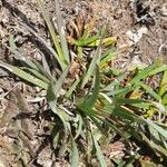 Sisyrinchium chilense Leaf