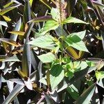 Acalypha phleoides Leaf