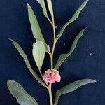 Duguetia furfuracea Blomst
