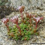 Sedum niveum Habitus