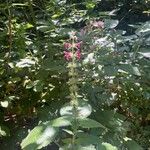 Stachys sylvatica Blomst