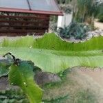 Euphorbia triangularis Leaf