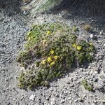 Bidens andicola Habit