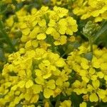 Alyssum montanum Blüte