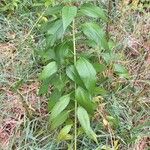 Helianthus tuberosusLehti