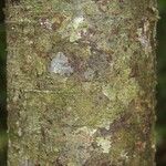 Ocotea amazonica Cortiza