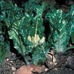 Mandragora officinarum ᱛᱟᱦᱮᱸ