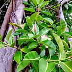 Ficus elastica Foglia