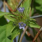 Jacquemontia tamnifolia Blomst