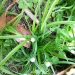 Cyperus brevifolius Leaf