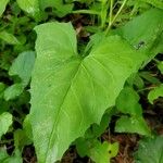 Adenocaulon bicolor Feuille