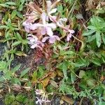 Saponaria officinalisFlower