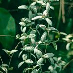 Congea tomentosa Hoja