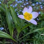 Tulipa saxatilis Flor