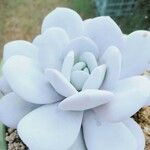 Echeveria laui ഇല