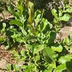 Pappea capensis Лист