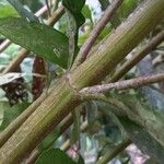 Helianthus occidentalis Bark
