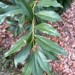 Magnolia salicifolia Leaf