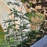Acacia berlandieri Hoja
