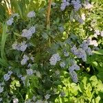 Ceanothus thyrsiflorus葉