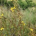 Hypericum annulatum Συνήθη χαρακτηριστικά