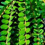 Sophora microphylla Hoja