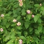 Lantana camara花