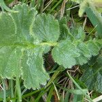 Geum montanum Frunză