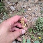 Orobanche cernua Leaf