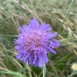 Knautia arvernensisBlomst