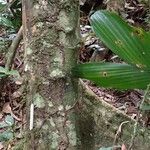 Hylodendron gabunense Corteza