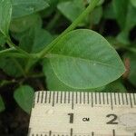 Microtea debilis 葉