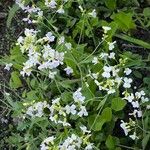 Arabidopsis arenosa Blomst
