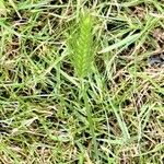 Hordeum pusillum Fruit