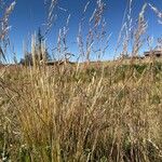 Nassella asplundii Flor