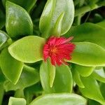 Aptenia cordifolia Kvet