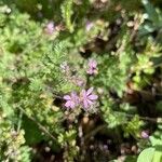 Erodium cicutariumBloem