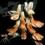 Astragalus glycyphyllos Цвят