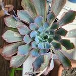 Echeveria shavianaBlad