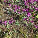 Epilobium latifoliumFlower