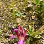 Anacamptis papilionacea Fleur