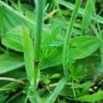 Avenula pubescens Leaf